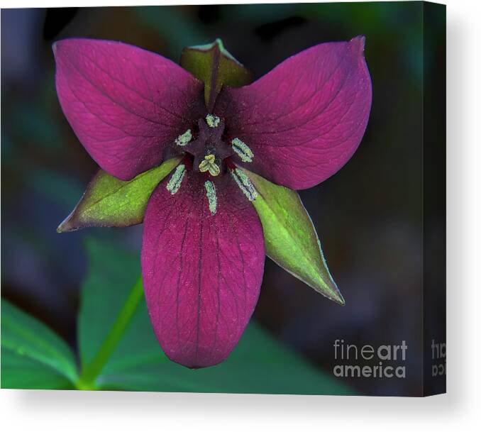 Southern Red Trillium Canvas Print featuring the photograph Southern Red Trillium by Barbara Bowen