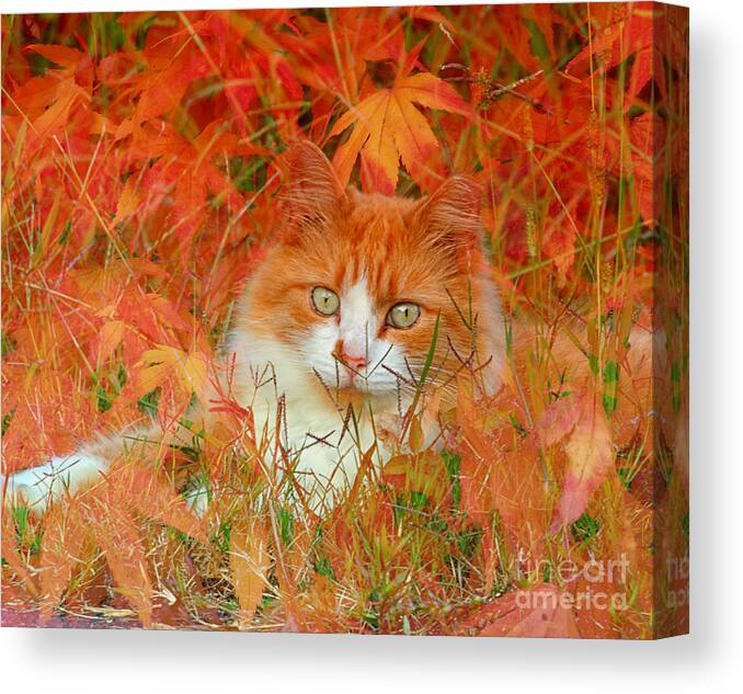 Autumn Canvas Print featuring the photograph Special Kitty by Geraldine DeBoer