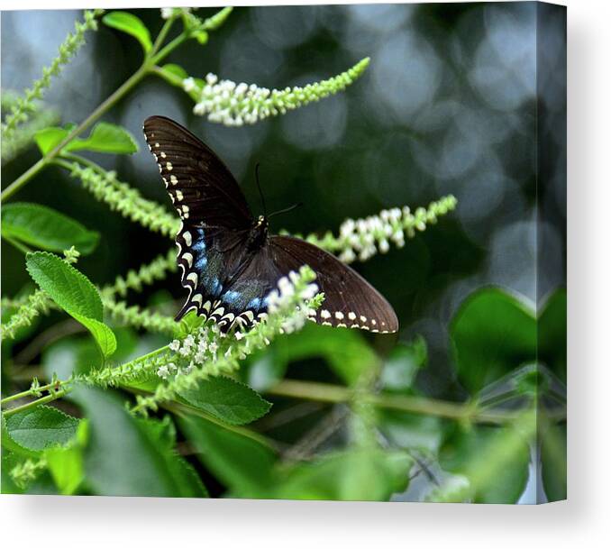 Butterfly Canvas Print featuring the photograph Spicebush Swallowtail Butterfly by Carol Bradley