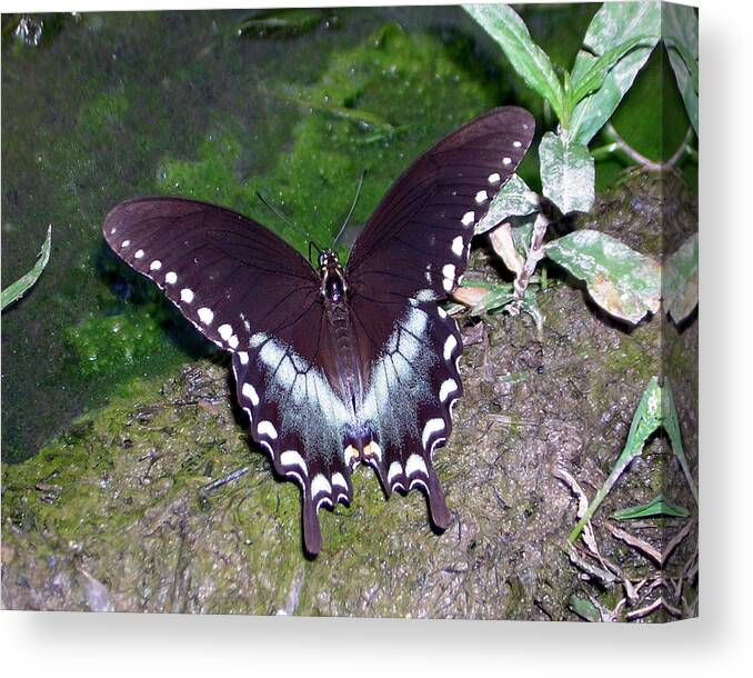 Butterfly Canvas Print featuring the photograph Spicebush Swallowtail Butterfly by George Jones