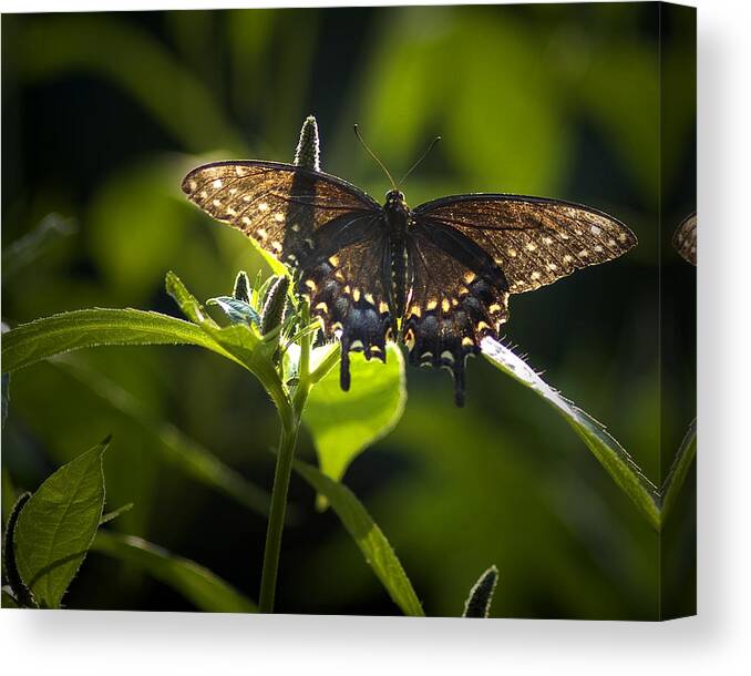 Spicebush Swallowtail Canvas Print featuring the photograph Spicebush swallowtail I by Wade Clark