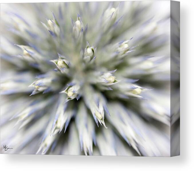 Macro Canvas Print featuring the photograph Spiked Illusion by Mary Anne Delgado