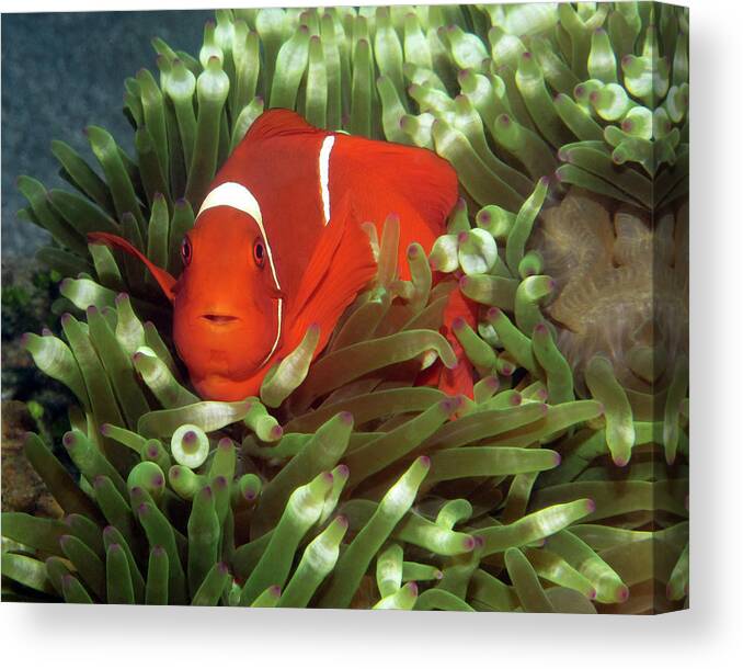 Spinecheek Anemonefish Canvas Print featuring the photograph Spinecheek Anemonefish, Indonesia 2 by Pauline Walsh Jacobson