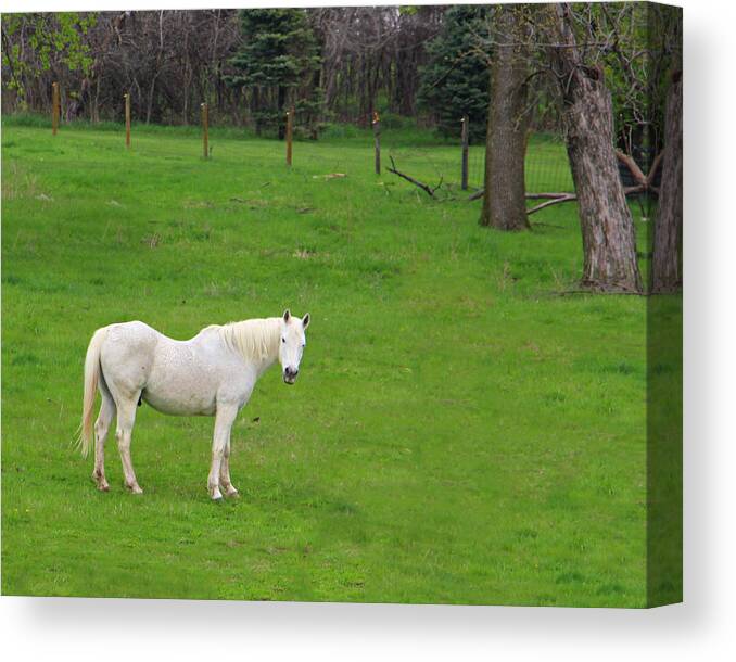 White Horse Canvas Print featuring the photograph Spirit Horse by Kathy M Krause