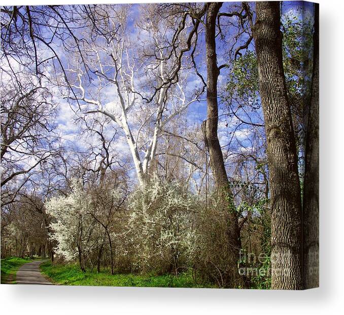 Landscape Canvas Print featuring the photograph Spring in Bidwell Park by Richard Verkuyl