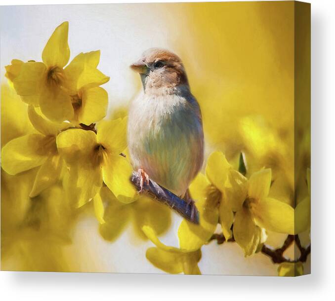 Forsythia Canvas Print featuring the photograph Spring Sparrow by Cathy Kovarik