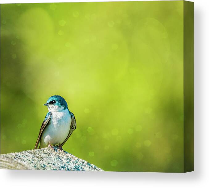 Tree Swallow Canvas Print featuring the photograph Spring Swallow by Cathy Kovarik