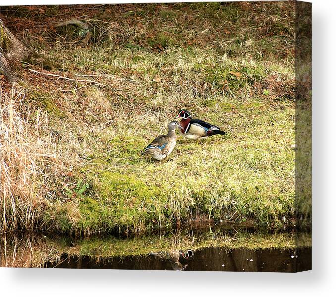 Wood Duck Canvas Print featuring the photograph Spring Wood Ducks by Gwen Gibson