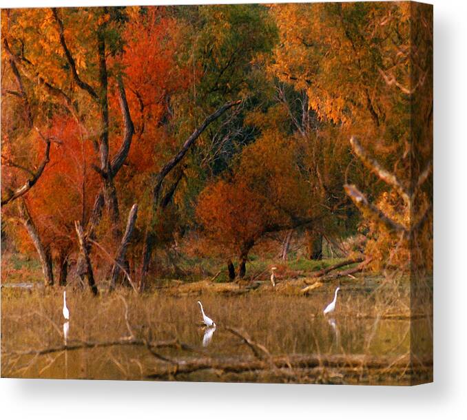 Landscape Canvas Print featuring the photograph Squaw Creek Egrets by Steve Karol