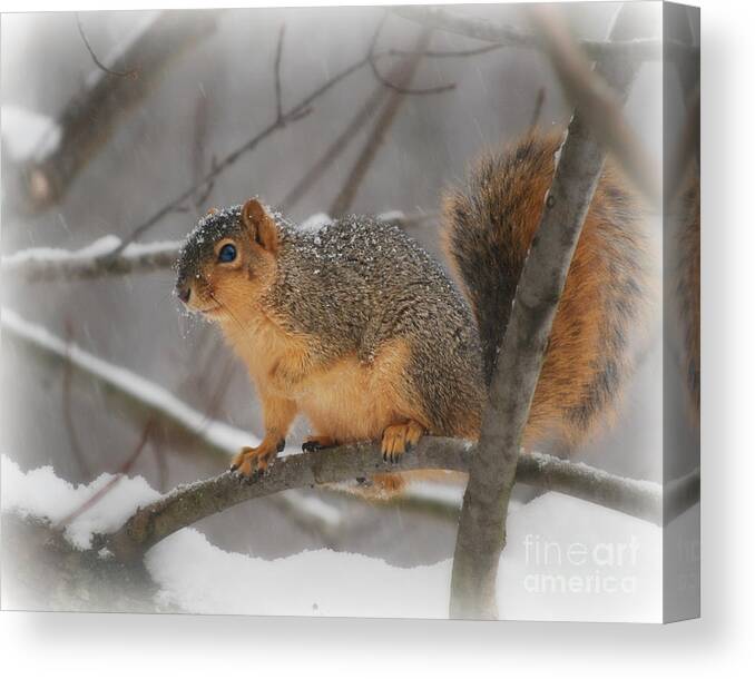 Squirrel Canvas Print featuring the photograph Squirrel In The Maple Tree 3 by Lila Fisher-Wenzel