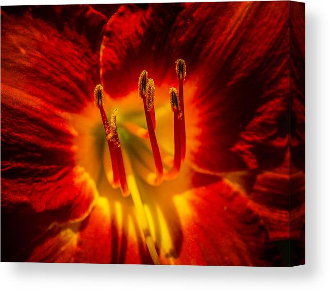 Flower Canvas Print featuring the photograph Stamens by Jim Painter