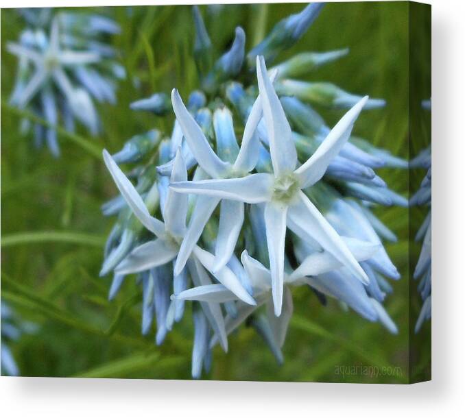 Star-shaped Flowers Canvas Print featuring the photograph Star-Spangled Flowers by Kristin Aquariann