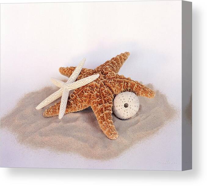 Starfish Canvas Print featuring the photograph Starfish Still Life by Terri Harper
