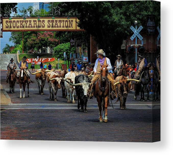 American Canvas Print featuring the photograph Stockyards Cattle Drive by David and Carol Kelly