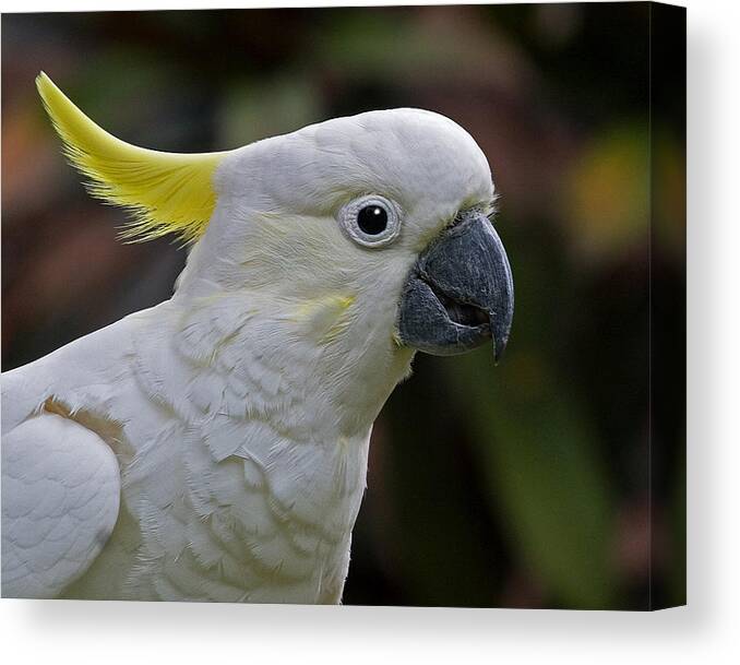 Yellow-crested Cockatoo Canvas Print featuring the photograph Sulphur-crested Cockatoo by Larry Linton