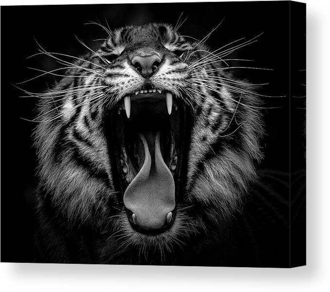 Tiger Canvas Print featuring the photograph Sumatran Tiger V BW by Athena Mckinzie