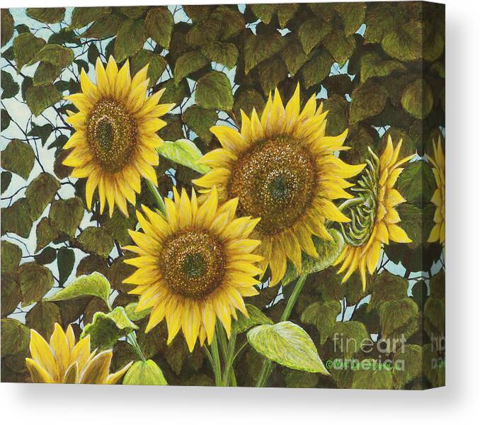 Sunflower Canvas Print featuring the painting Summer Quintet by Marc Dmytryshyn