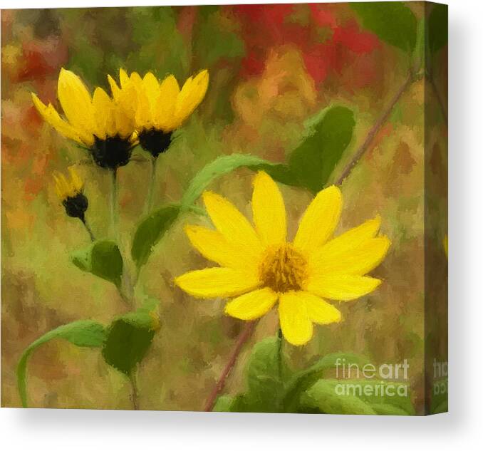 Flower Canvas Print featuring the photograph Sun Lovers by Carol Randall