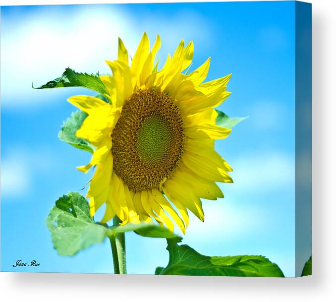 Sunflower Canvas Print featuring the photograph Sunflower 1 by Jana Rosenkranz