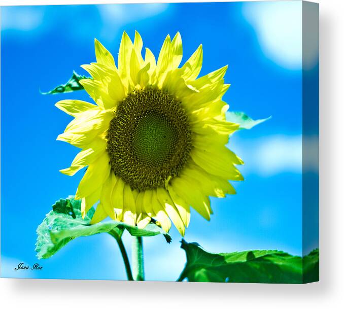 Sunflower Canvas Print featuring the photograph Sunflower 2 by Jana Rosenkranz