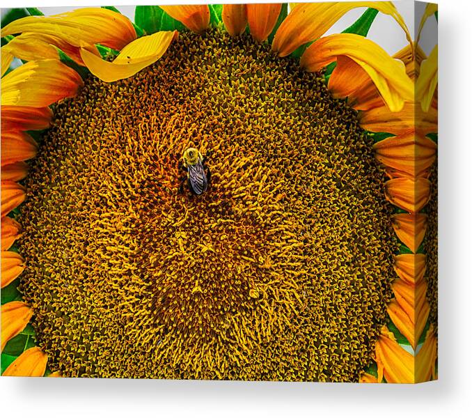 Maryland Canvas Print featuring the photograph Sunflower Close Up 3 by Leah Palmer