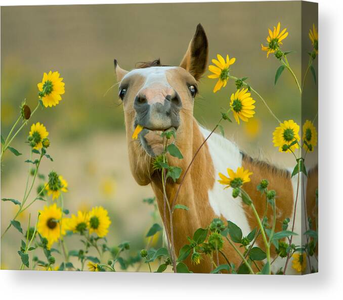 Wild Horse Canvas Print featuring the photograph Sunflower Thief by Kent Keller