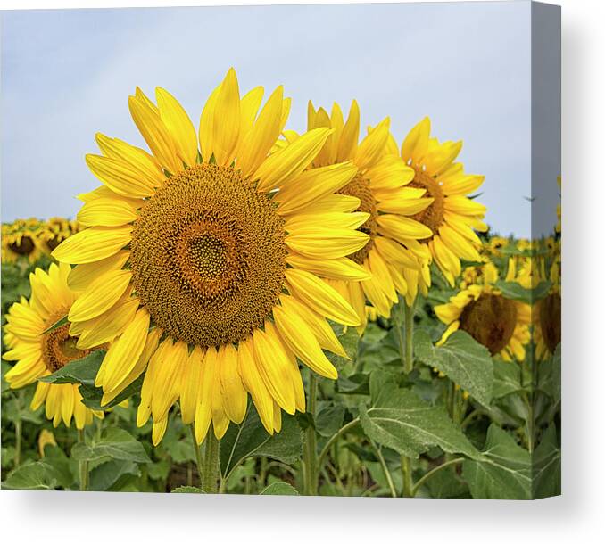 Sunflower Canvas Print featuring the photograph Sunflowers by Deborah Ritch