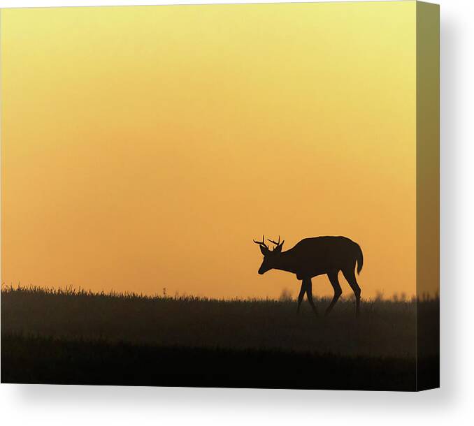 Silhouette Canvas Print featuring the photograph Sunrise Deer by Bill Wakeley