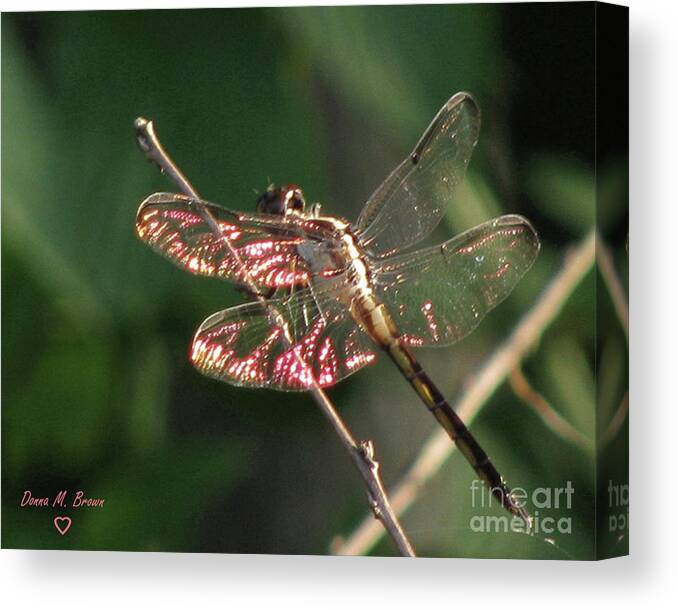 Dragonfly Canvas Print featuring the photograph Sunset Dragonfly by Donna Brown