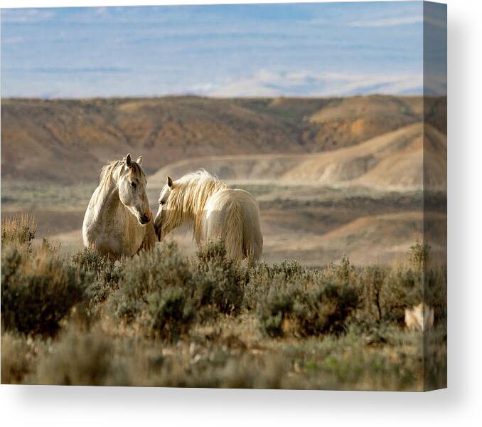 Mustang Canvas Print featuring the photograph Sunset Friends by Mindy Musick King