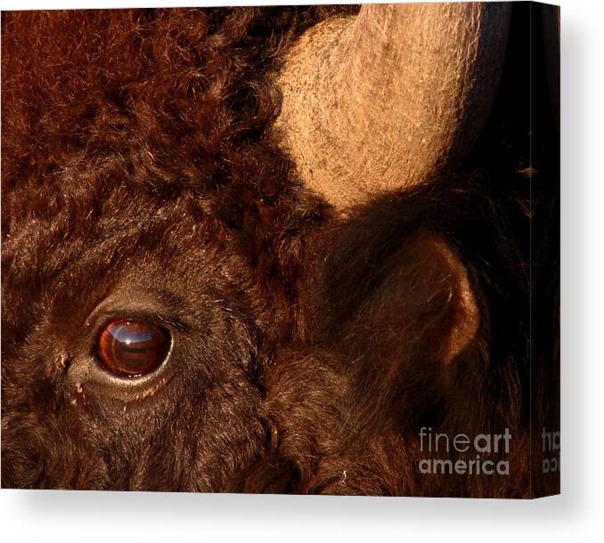 Buffalo Canvas Print featuring the photograph Sunset Reflections In The Eye Of A Buffalo by Max Allen