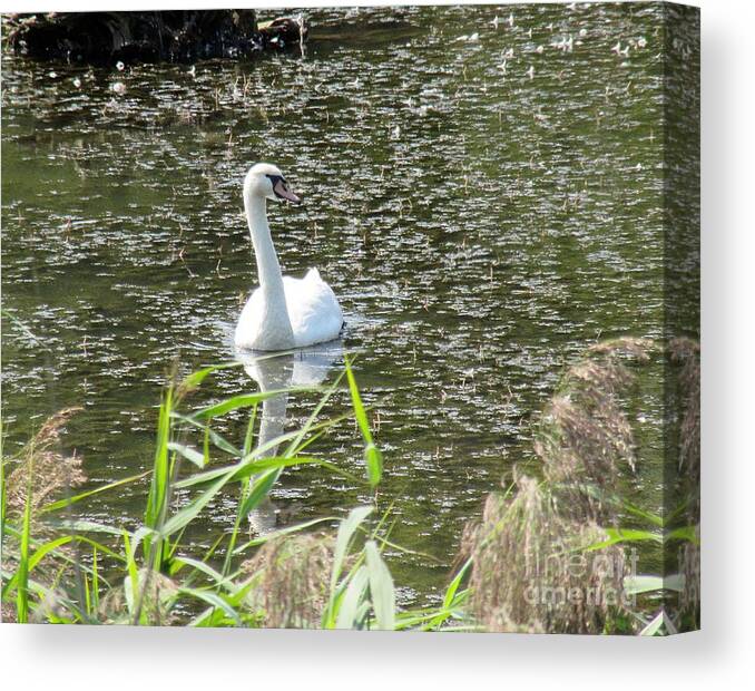 Swan Canvas Print featuring the photograph Swan 2 by Vesna Martinjak