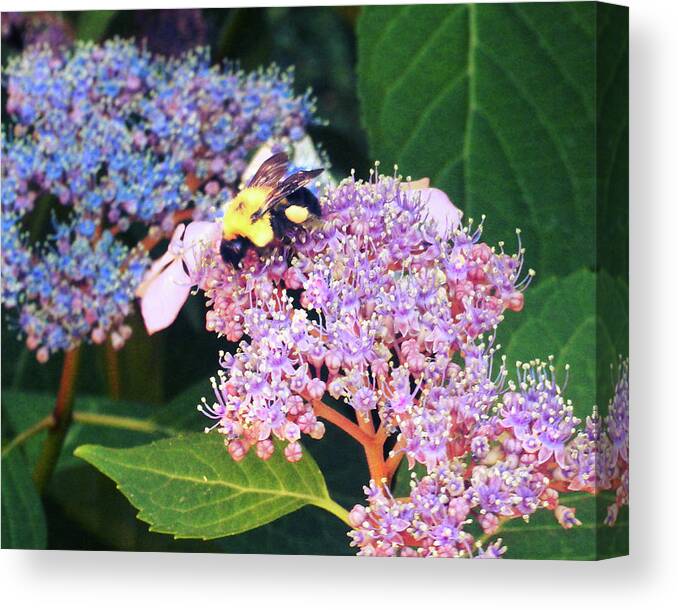 Bee Canvas Print featuring the photograph Sweet Bee by Kristen Cavanaugh