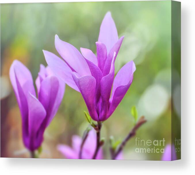 Magnolia Canvas Print featuring the photograph Sweet Magnolia by Kerri Farley