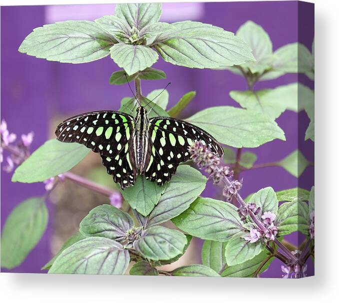 Tailed Jay Butterfly Canvas Print featuring the photograph Tailed Jay butterfly in puple by Ronda Ryan