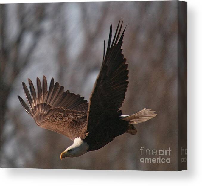 Related Tags: Eagle Artwork Canvas Print featuring the photograph Taking Aim on Lunch by Robert Pearson