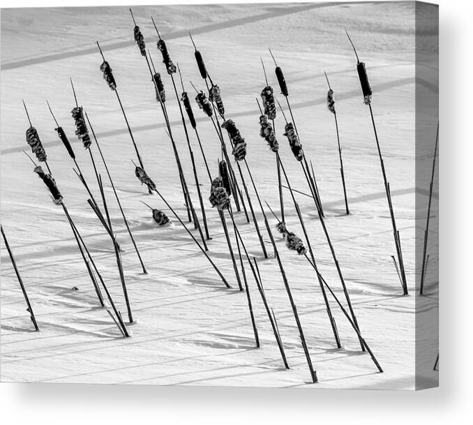 Cat Tail Canvas Print featuring the photograph Tales of Winter by Tim Kirchoff