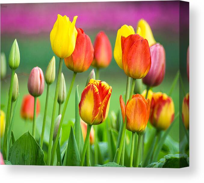 Purple Canvas Print featuring the photograph Technicolor Tulips by Bill Pevlor