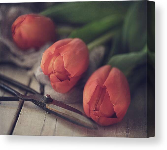 Spring Canvas Print featuring the photograph Tending the Tulips by Teresa Wilson