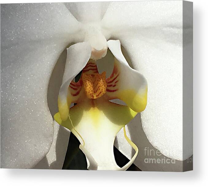 Orchid Canvas Print featuring the photograph The Art of an Orchid by Sherry Hallemeier