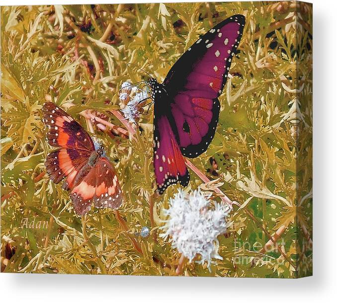 Butterflies Canvas Print featuring the photograph The Beauty of Sharing - Gold by Felipe Adan Lerma