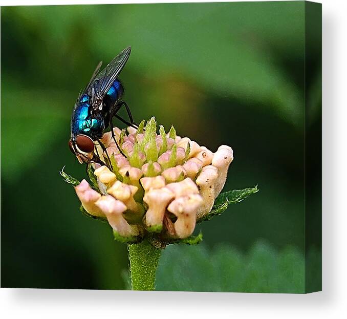  Canvas Print featuring the photograph The Blue Bug by Galeria Trompiz