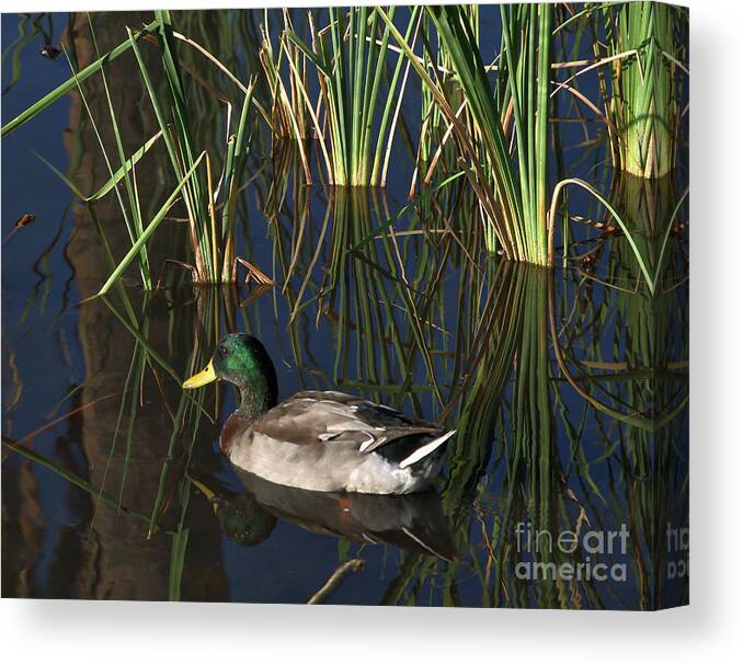 Duck Canvas Print featuring the photograph The Duck On The Pond At Papago Park by Kirt Tisdale