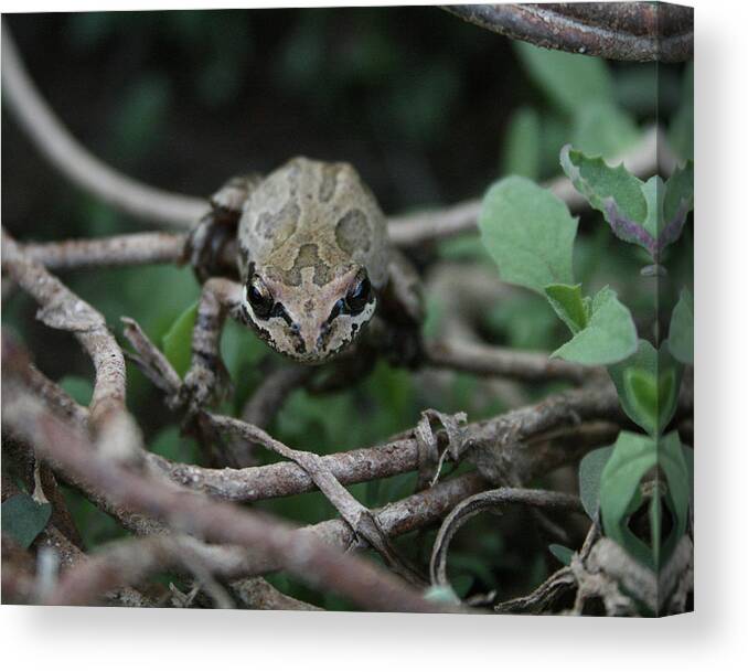 Frog Canvas Print featuring the photograph The Frog by Ryan Workman Photography