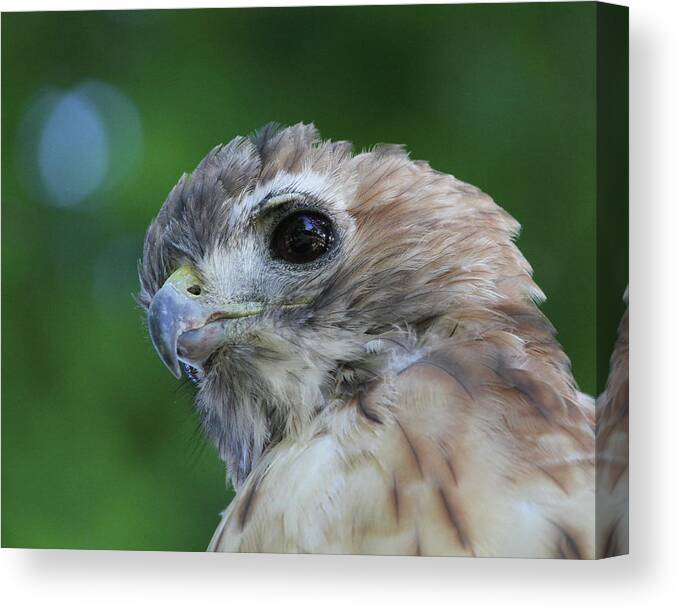 Red-tailed Hawk Canvas Print featuring the photograph The Gaze by Doris Potter