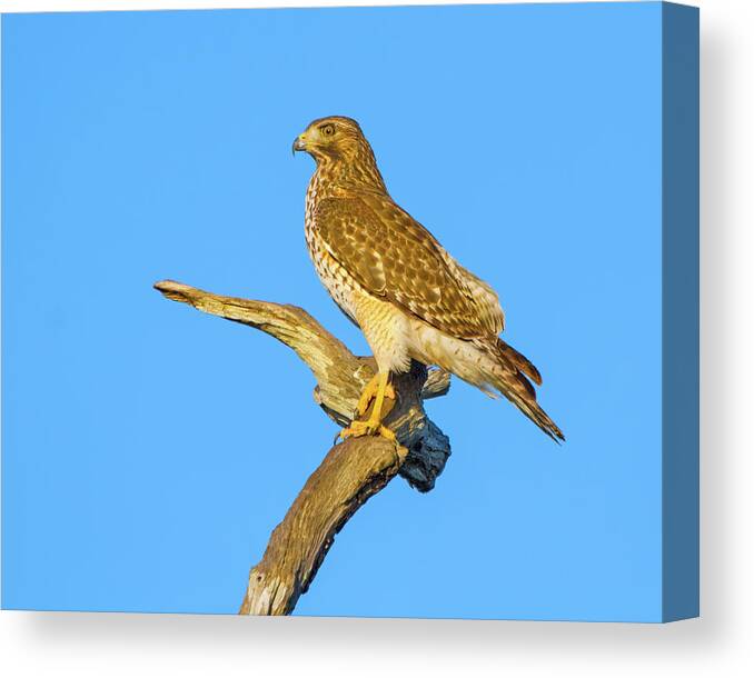 Red Shouldered Hawk Canvas Print featuring the photograph The Golden Hawk by Mark Andrew Thomas