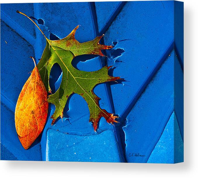 Leaf Canvas Print featuring the photograph The Last Dance by Christopher Holmes