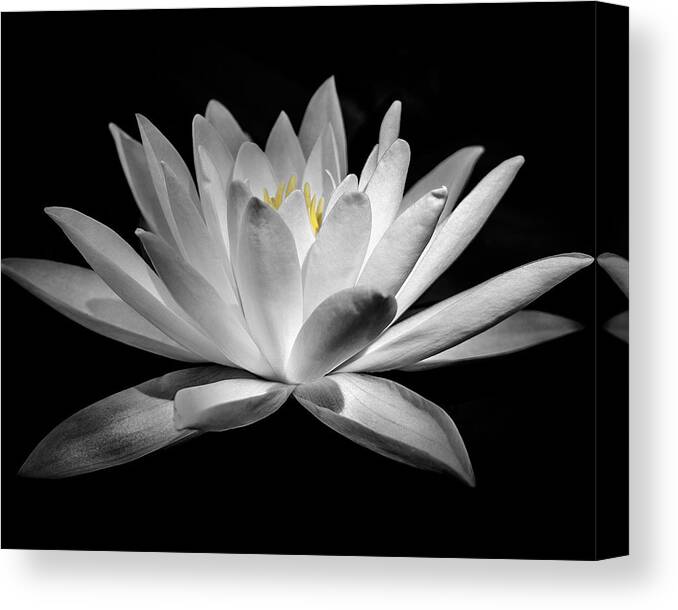 Lily Canvas Print featuring the photograph The Lily by Andy Smetzer