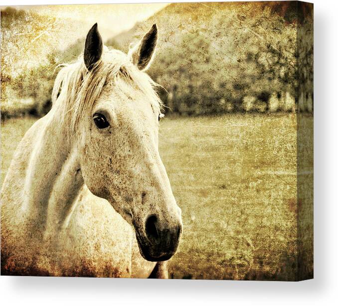 Horse Canvas Print featuring the photograph The Old Grey Mare by Meirion Matthias