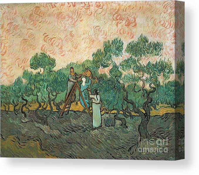 The Canvas Print featuring the painting The Olive Pickers by Vincent van Gogh